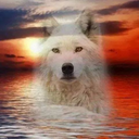 wolfsheart-blog avatar