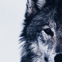 wolfsxng avatar