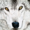 wolves-facts avatar