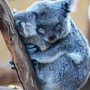 wolvesofwinterr avatar