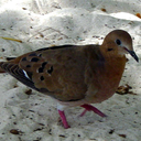 wooddove avatar