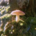 woofulscharms avatar