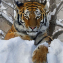 worldofthesiberiantiger avatar