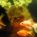 worm-with-a-top-hat avatar