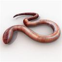 wormatillomania avatar