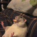 wormy-loves-ch33se avatar