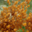 worrieddogsworld avatar