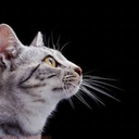 wow-ireallyhatemyself avatar