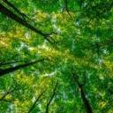 writing-official avatar