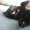 wulfzy-fisgig-ash avatar