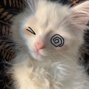 xkittyxkattzx avatar