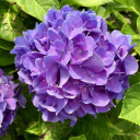 xxpurple-hydrangeaxx avatar