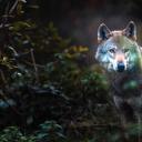 y-blaidd-o-annwn avatar