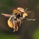yeah-bee avatar