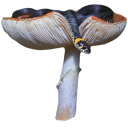 yeah-hazel-lets-do-terrorism avatar