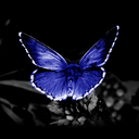 yearningbutterfly avatar