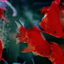 yeeuurhnghghh avatar