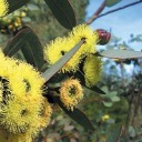 yellow-box-eucalyptus avatar