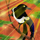 yelloweyedmagpie avatar