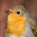 yellowrobin avatar