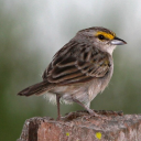 yellowyarrowsparrow avatar