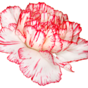 yogirasu-blog avatar