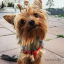 yorkielife avatar