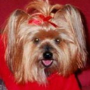 yorkiemusketeer avatar