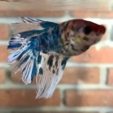 you-me-simpatico avatar