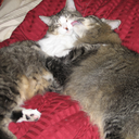 youcat2bekittenme avatar