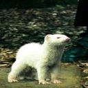 your-amazing-bouncing-ferret avatar
