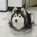 your-guardian-angel avatar