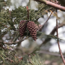 your-pal-cinnabon avatar