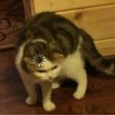 yourgrapefruit avatar