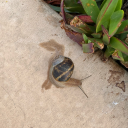 yourlocalgranolagoblin avatar