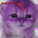 yourlocalsewercryptid avatar