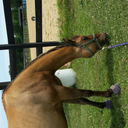 yourlocalsona-equestrian avatar