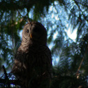 yoursincalendricalheresy avatar