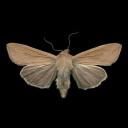 yourthampuratti avatar