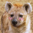 yuckyhyena avatar