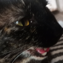 yui-reads-stuff avatar