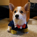 zak-the-corgi avatar