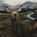 zannibythesea avatar