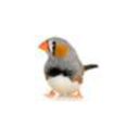 zebrasfinch avatar