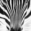 zebrawisdom avatar