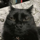 zephirine-bourbon avatar