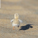 ziggystardust78 avatar