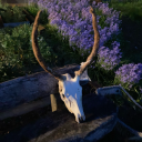 zinefiendzero avatar