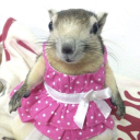 zippiedippievippie avatar