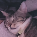 zoetiger-1106 avatar